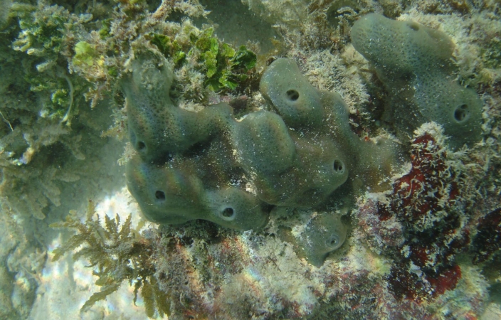sea sponge